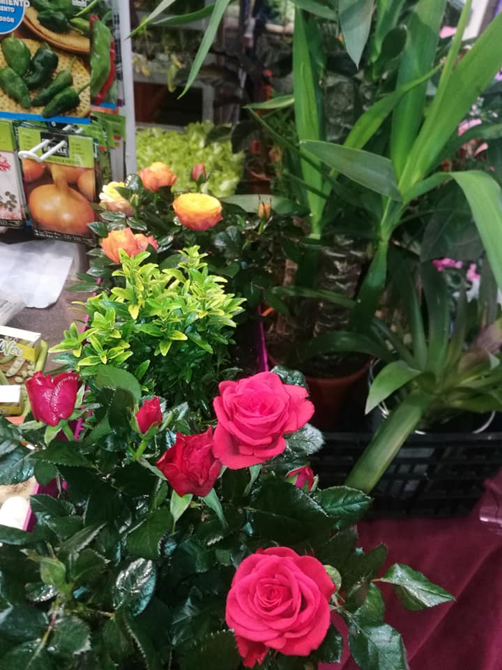 Frutas Y Verduras Valalillo 20